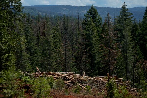 FILE - Cut down trees are visible at the site of a timber sale in the Tahoe National Forest, June 6, 2023, near Camptonville, Calif. (AP Photo/Godofredo A. Vásquez, File)