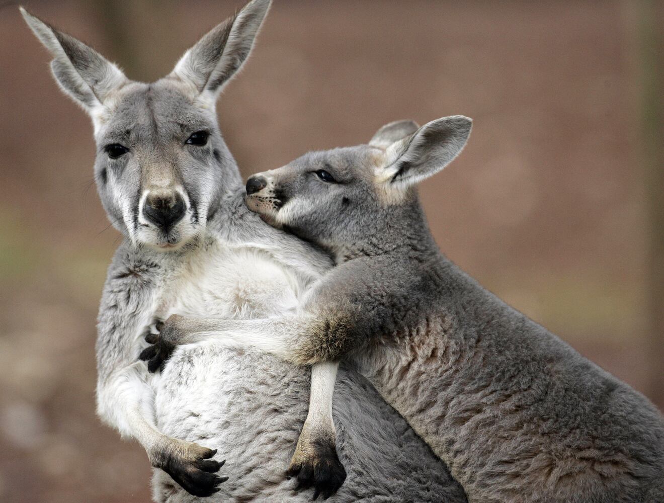 Awkward animal babies