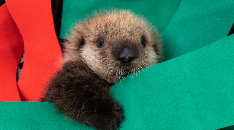 Gibson, a 5-week-old southern sea otter, rests at the Georgia Aquarium, after being stranded and rescued on the California coast. CONTRIBUTED: GEORGIA AQUARIUM