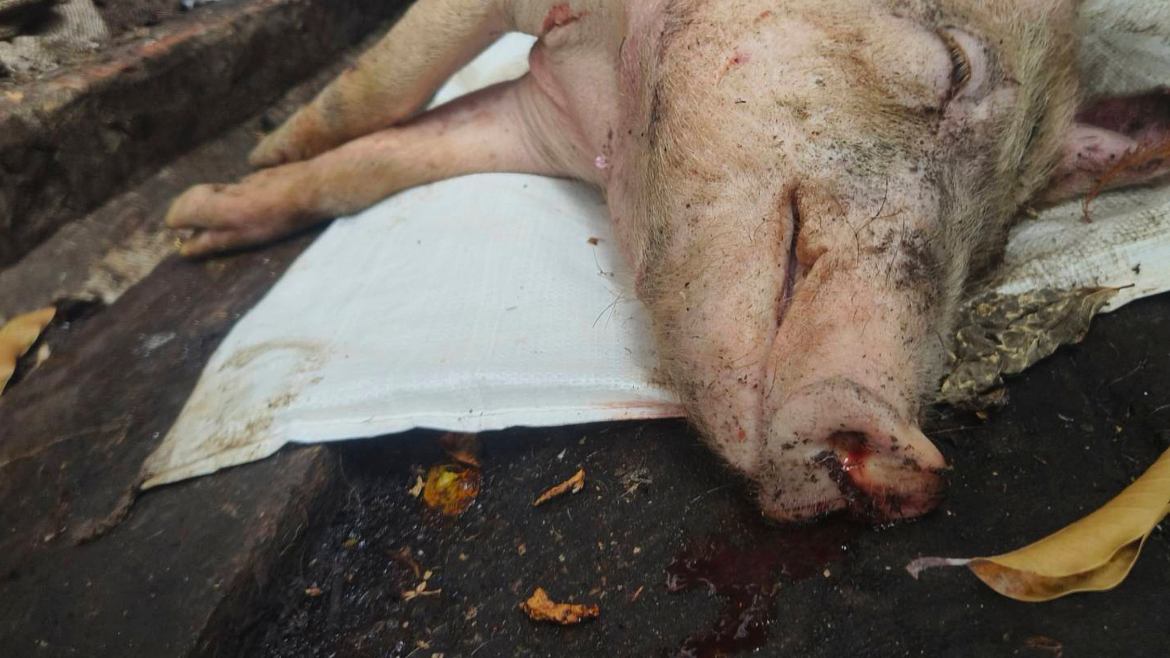 In this photo released by Ministry of Agriculture of Taiwan, a culled pig is seen after reported cases of African swine fever in Taichung, western Taiwan on Oct. 21, 2025. (Ministry of Agriculture of Taiwan via AP)