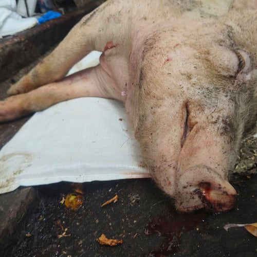 In this photo released by Ministry of Agriculture of Taiwan, a culled pig is seen after reported cases of African swine fever in Taichung, western Taiwan on Oct. 21, 2025. (Ministry of Agriculture of Taiwan via AP)