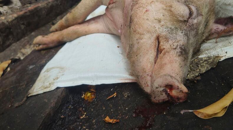 In this photo released by Ministry of Agriculture of Taiwan, a culled pig is seen after reported cases of African swine fever in Taichung, western Taiwan on Oct. 21, 2025. (Ministry of Agriculture of Taiwan via AP)