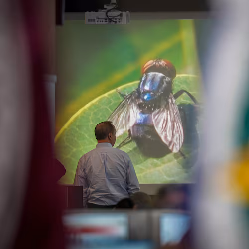 An official with Texas A&M AgriLife Extension works at the State Operations Center during Texas' response to the New World Screwworm in Austin, Texas on Friday, June 5, 2026. (Jay Janner/Austin American-Statesman via AP)