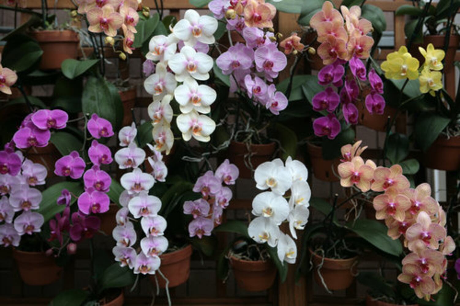 Exhibit puts visitors in 'Orchid Daze'