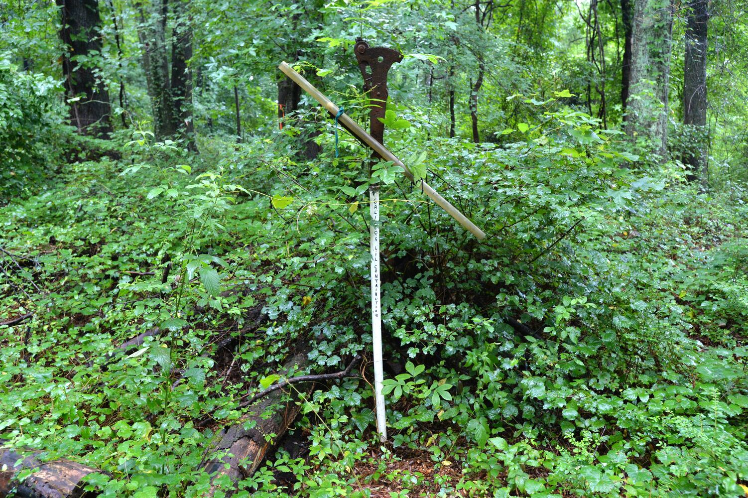 Doll's-Head Trail