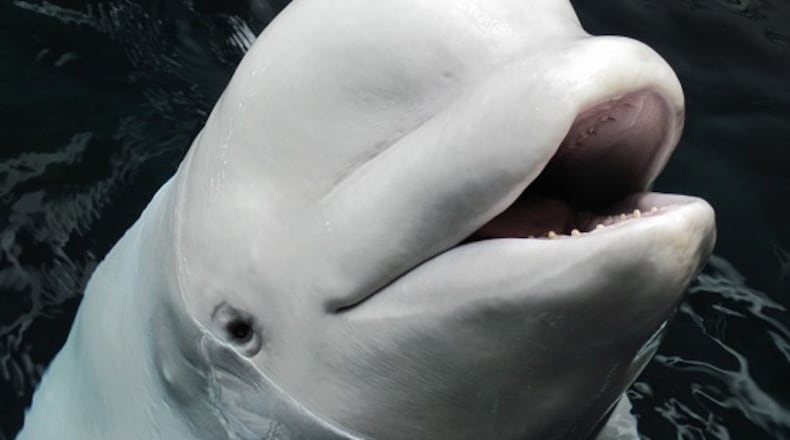 Beluga whale Maris died Thursday afternoon at the Georgia Aquarium. (Credit: Georgia Aquarium)