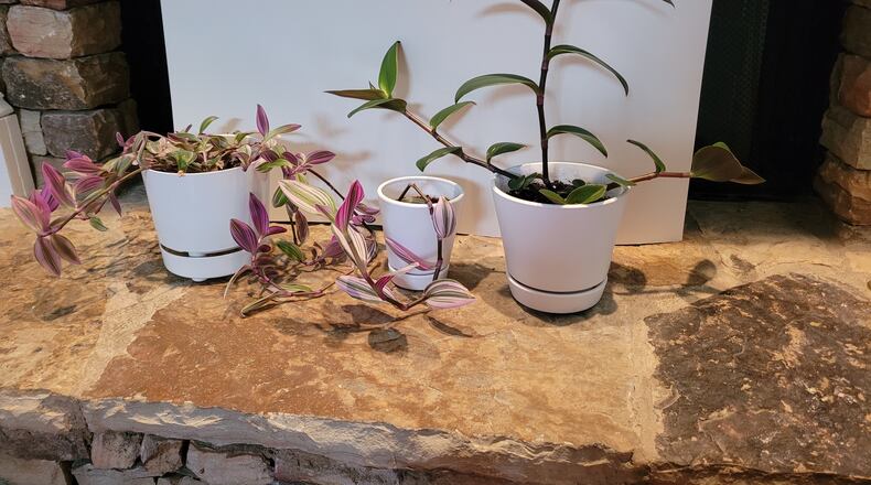 The original Tradescantia zebrina plant came from two different parent plants. The only way to know this is to observe the different characteristics of clippings taken from the original plant. (Courtesy of Walter Reeves)