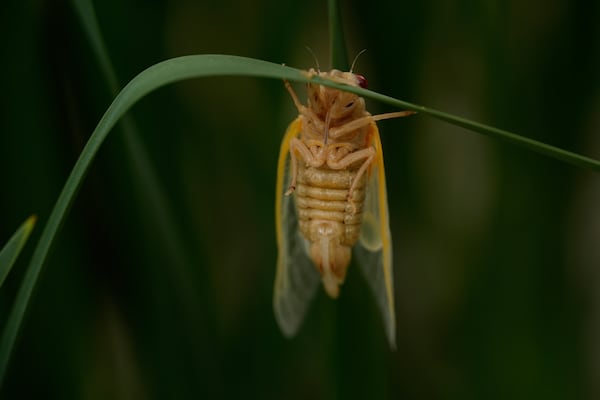 An adult periodical cicada, shortly after shedding its nymphal skin, clings to iris leaves, Friday, May 16, 2025, in Cincinnati. (AP Photo/Carolyn Kaster)