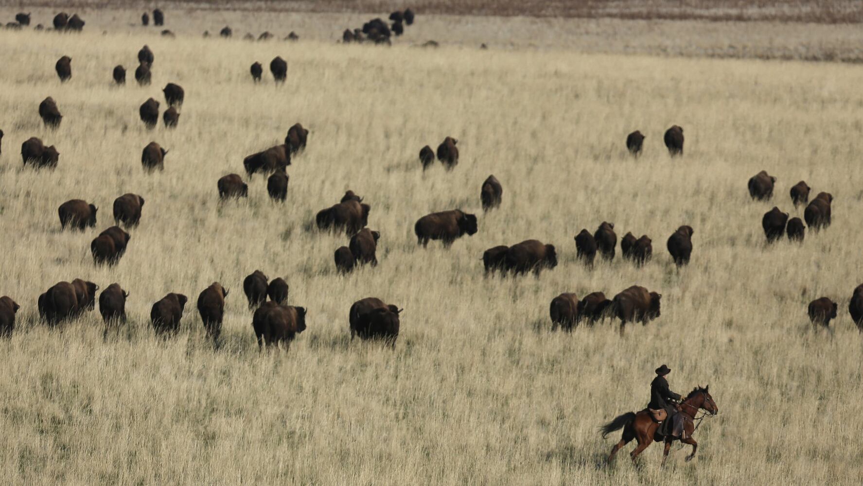 Wanted: Bison herders; tenderfoots welcome