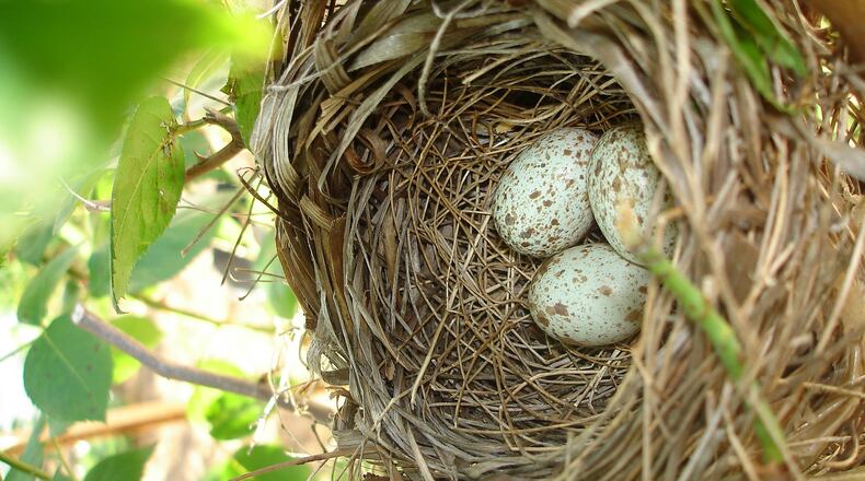 A Northern cardinal's nest usually holds three to five eggs, like those seen here. The cup-shaped nests of songbirds are said to be marvels of engineering. (Courtesy of marti175/Creative Commons)