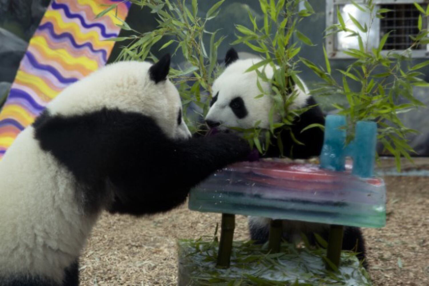 Panda twins' first birthday
