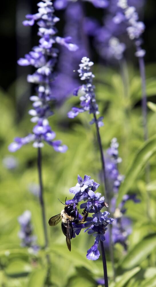 Roswell Lavender Festival 2015