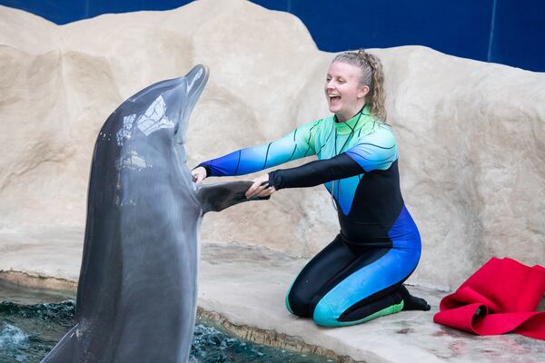 A trainer works with a dolphin at Georgia Aquarium's dolphin theater experience, Dolphin Coast, which opened in 2011. (Courtesy of Addison-Hill)