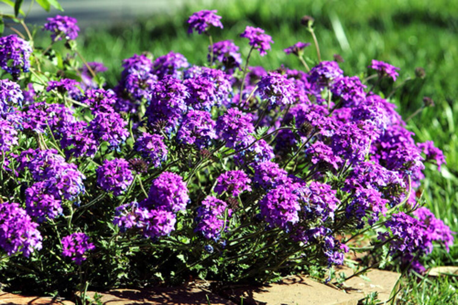 Quick course: What's blooming in metro Atlanta