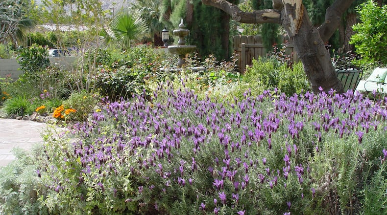 Romans coveted fresh cut lavender to scent their leisurely bathing practices. (Maureen Gilmer/TNS)
