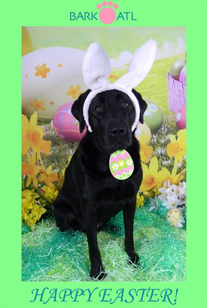 Easter pups on parade at Bark ATL 2013