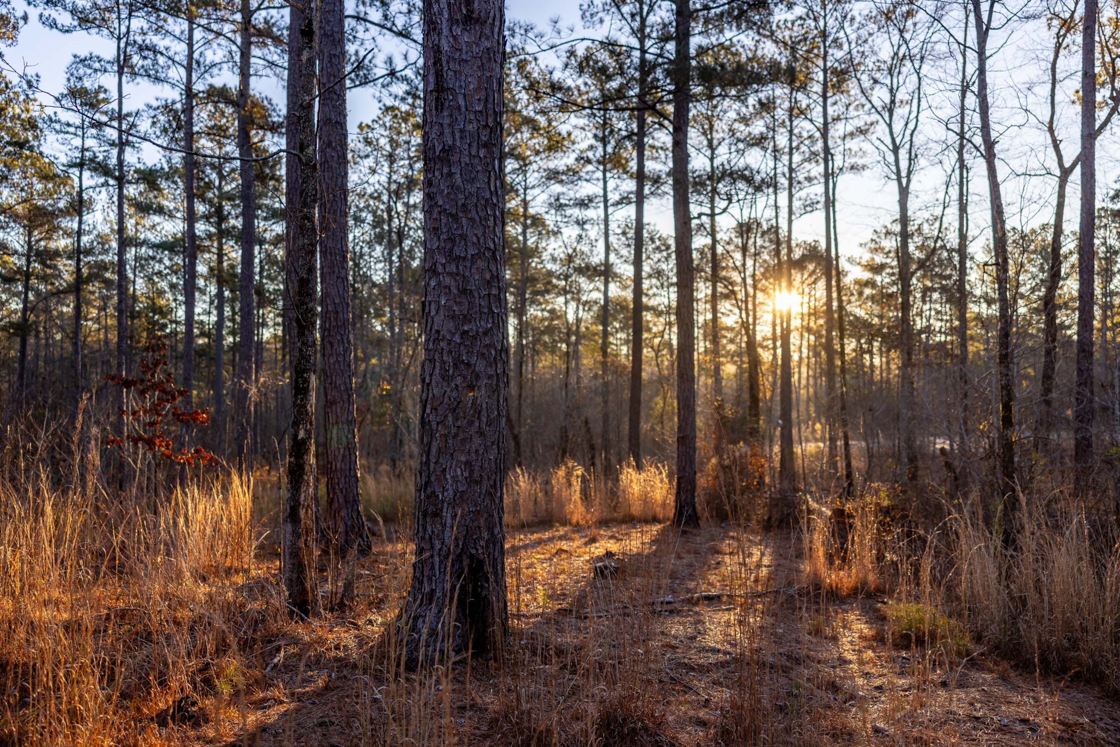Former Southern Co. CEO Allen Franklin listed his 850-acre property and mansion near LaGrange for sale for $5.5 million. Photo courtesy of Oakwood Realty Group/David Cannon Photography.
