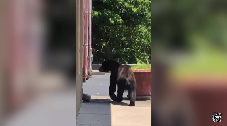 Employees at North Atlanta Fireplace Grill and Patio, located at South Peachtree Street near Norcross, saw a bear outside their workplace on June 16. (Courtesy of Lacey White)