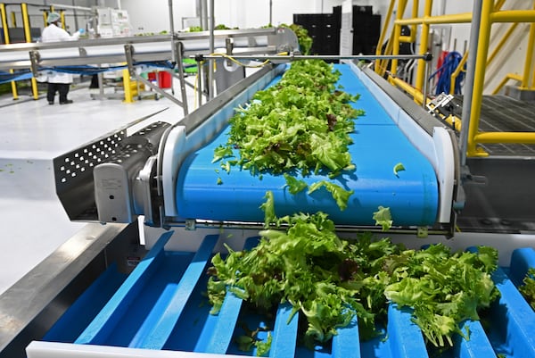 Freshly harvested lettuce moves along conveyor belts at BrightFarms' greenhouse in Macon. Today, The facility is the most advanced in the state. (Hyosub Shin/AJC)