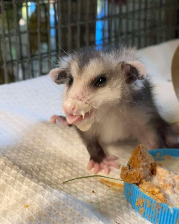 Take a tour of the Atlanta Wild Animal Rescue Effort (AWARE) on Saturday, July 25, and meet ambassador animals such as opossums. (Courtesy of AWARE)