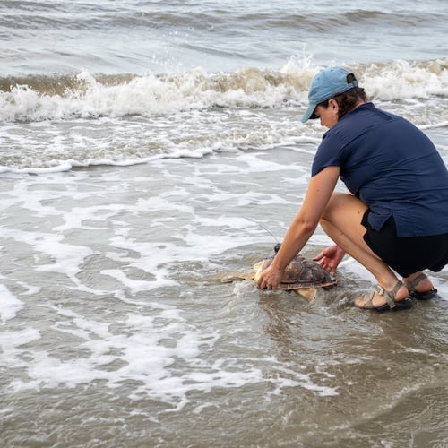 Lydia McDonald, a hospital technician at the Georgia Sea Turtle Center on Jekyll Island, releases Earl Grey, a rare loggerhead and Kemp's ridley cross-breed, back to the Atlantic Ocean on Thursday. It was near death in the frigid Cape Cod waters last November before being nursed back to health. (Courtesy of Jekyll Island Authority)