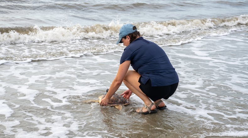 Lydia McDonald, a hospital technician at the Georgia Sea Turtle Center on Jekyll Island, releases Earl Grey, a rare loggerhead and Kemp's ridley cross-breed, back to the Atlantic Ocean on Thursday. It was near death in the frigid Cape Cod waters last November before being nursed back to health. (Courtesy of Jekyll Island Authority)