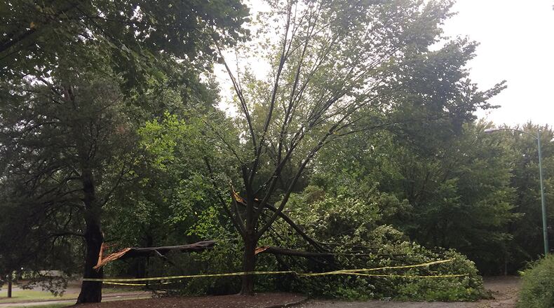 Two trees were partially down in Piedmont Park just above the Active Oval on Tuesday morning.