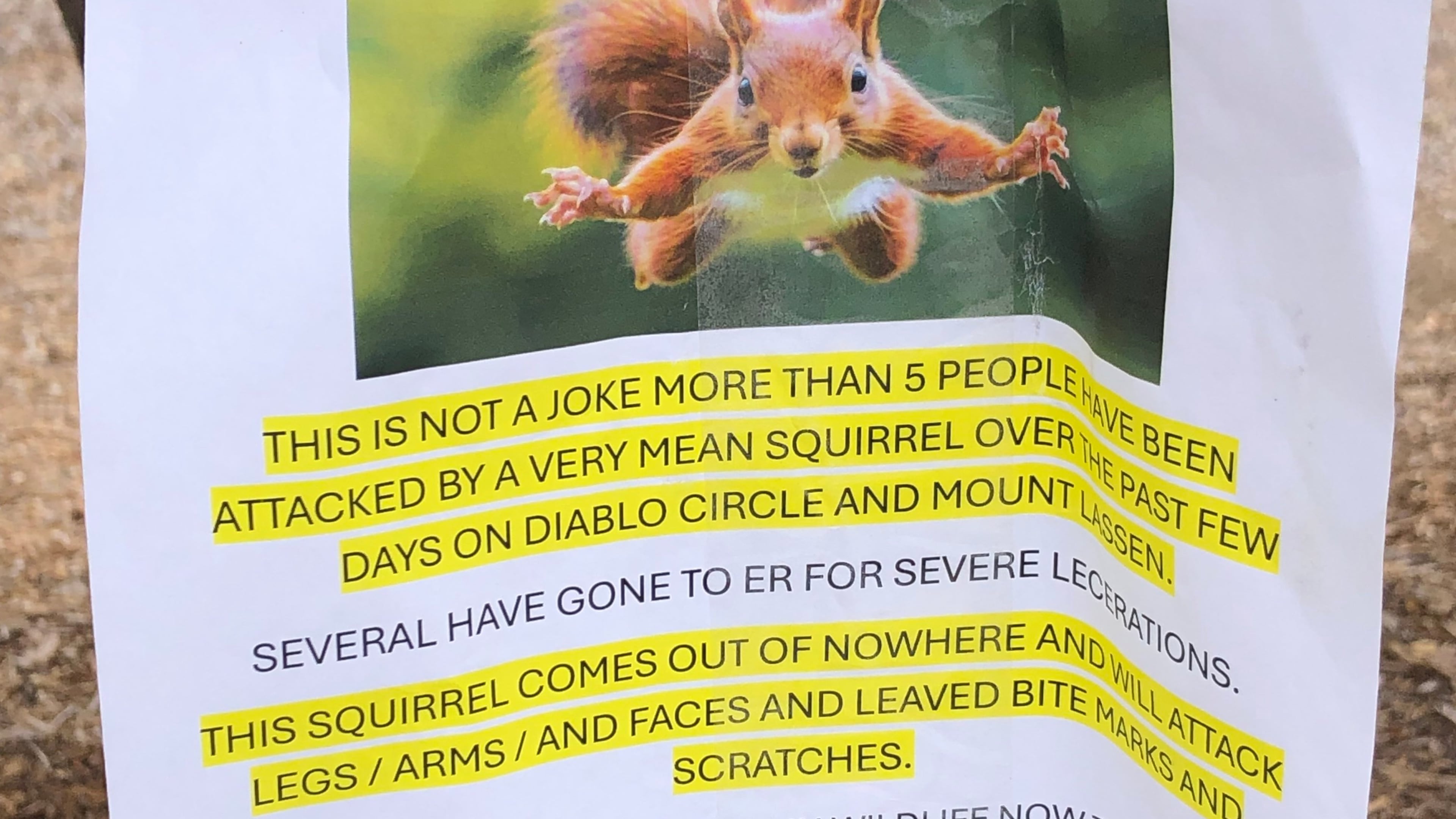 In this photo provided by Joan Heblack, a flyer warning of an aggressive squirrel is taped up in San Rafael, Calif., Wednesday, Sept. 24, 2025. (Joan Heblack via AP)