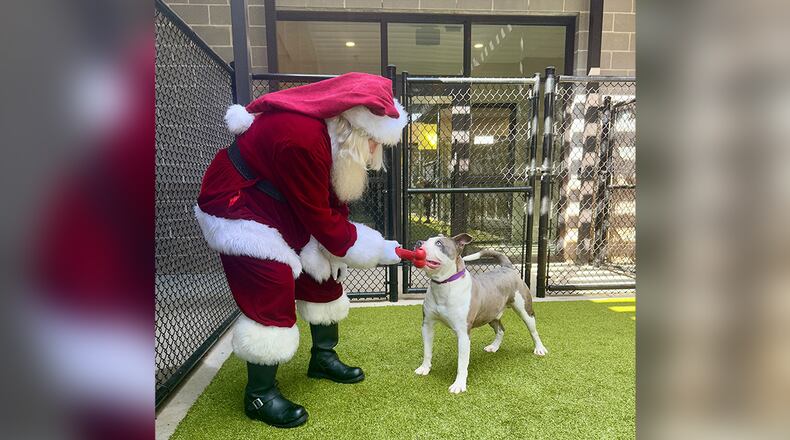 Even Santa volunteers to feed and bring holiday cheer to the animals at the LifeLine Animal Project.