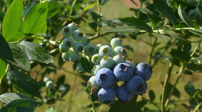 Laina Gray, FineField's U.S. operations manager, said each blueberry variety will act differently. Farmers must look at the percentage of blue vs. green berries and how much the fruit wants to release to decide when to harvest. (Photo Courtesy of Lucille Lannigan)