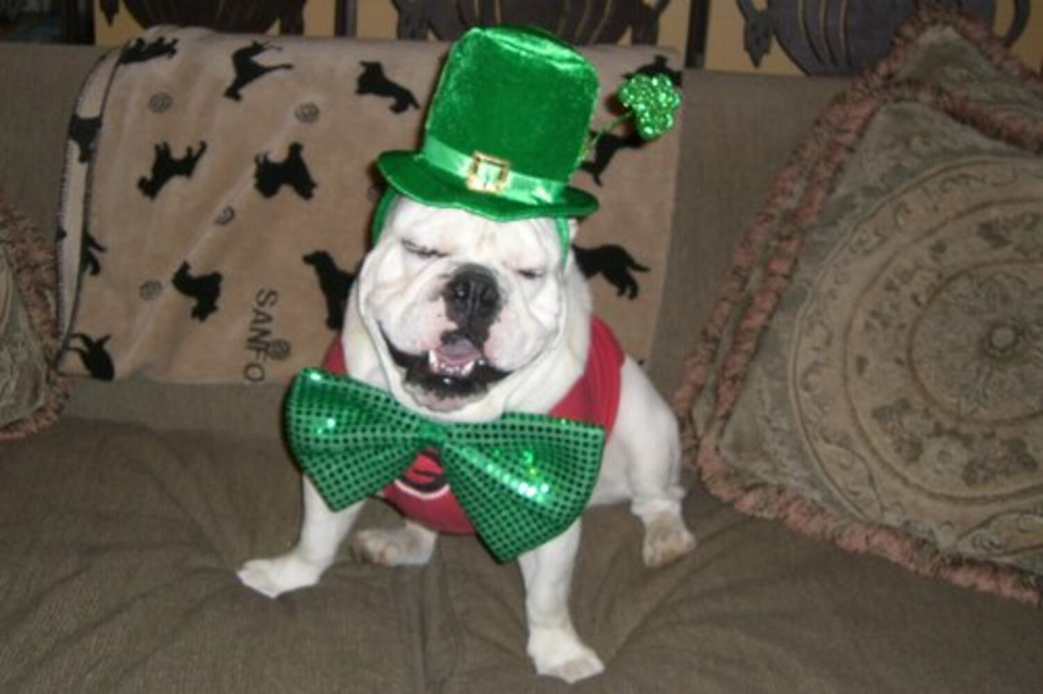 Happy St. PETrick's Day from ajcpets.com!