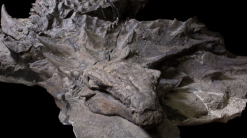A well preserved dinosaur is on display at the Royal Tyrrell Museum in Canada. (Photo: Royal Tyrrell Museum)