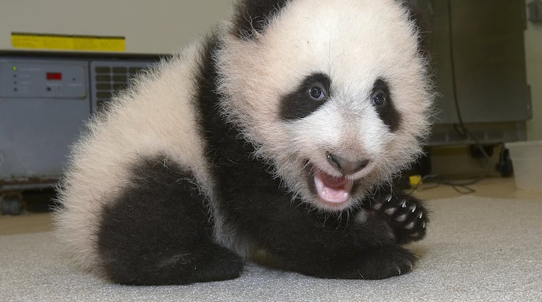 A giant panda cub, like the one pictured above, engagas in funny antics at the Chengdu Panda Base in China when it refuses to release the leg of a worker. The entire episode was caught on camera.