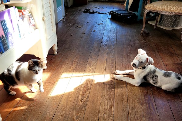 In this photo provided by Derek Brown shows Apollo, an 18 week old, 22 pound Catahoula Leopard dog about the size of a large cat, left, according to his owner's court filings on March 21, 2021, in New Orleans, in the weeks before he was shot by a New Orleans police officer on April 10, 2021. (Derek Brown via AP)
