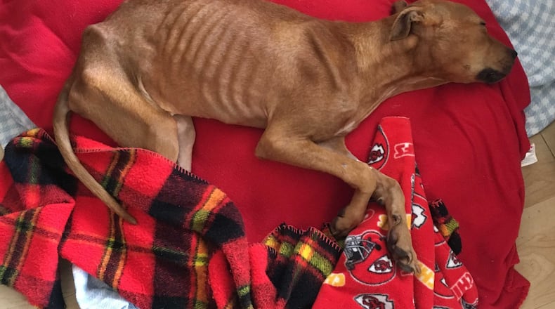 DeKalb County animal welfare workers are caring for an emaciated dog found last week amid a surge in intake at the shelter in recent weeks.