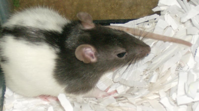 FILE PHOTO (csunberry/Morguefile license https://morguefile.com/license)