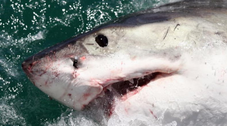 File photo. (Photo by Dan Kitwood/Getty Images)