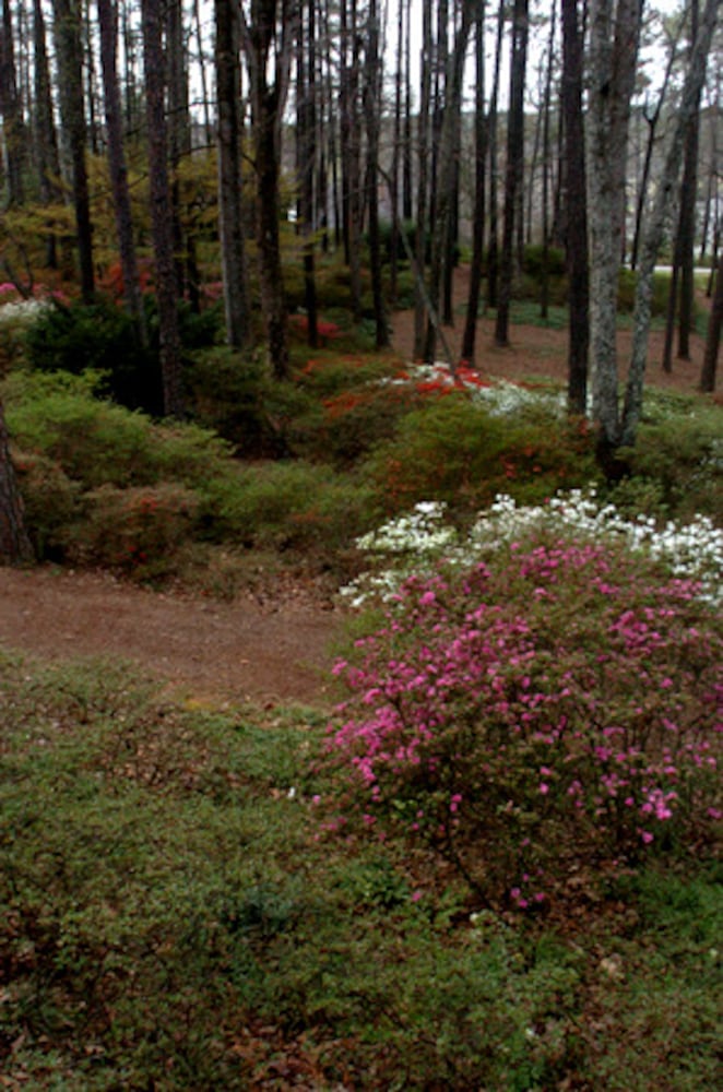 You know it's spring in Georgia when the azaleas bloom