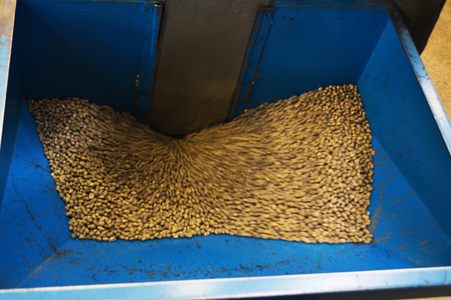 The first step in roasting, green coffee beans go into the grain elevator.