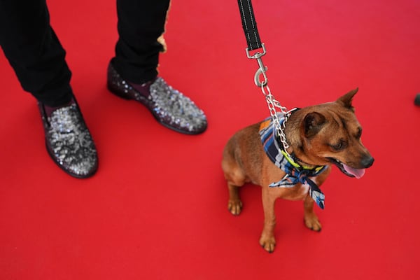 Tito attends the Palm Dog award ceremony at the 78th international film festival in Cannes, southern France, Friday, May 23, 2025. (AP Photo/Natacha Pisarenko)