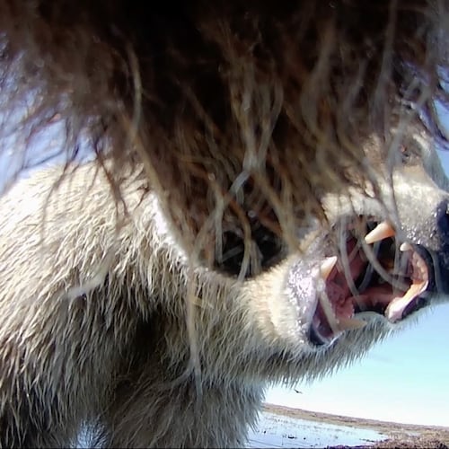 This undated image provided by Washington State University in January 2026, made from a video taken from a grizzly bear's collar camera, shows two grizzly bears playing on the tundra in Alaska's North Slope. (Washington State University via AP)