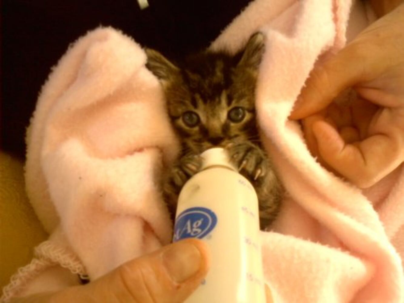 Cats Rule: Atlanta's Pampered Felines