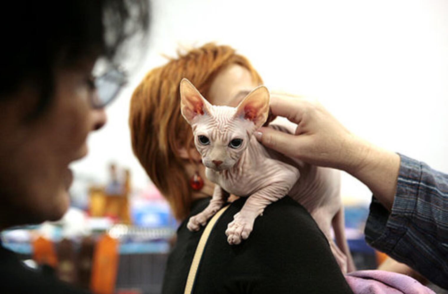 CFA International Cat Show