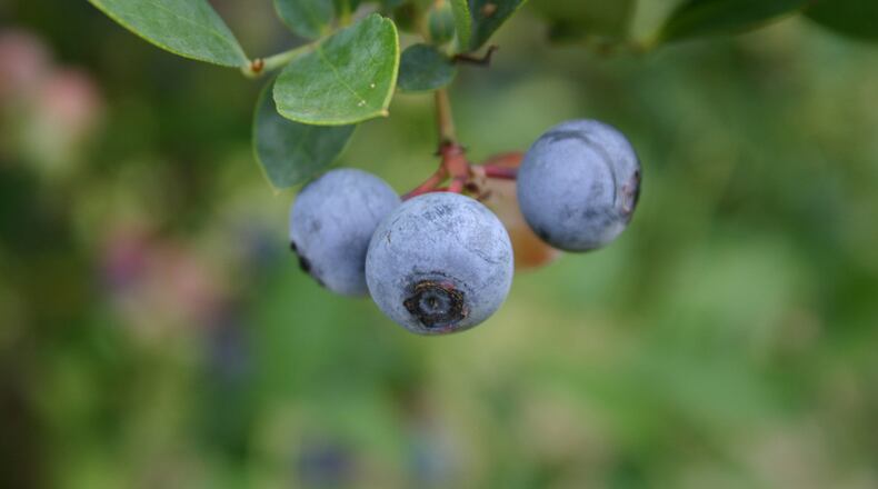 Much of Middle and North Georgia will be under a freeze warning Tuesday night and Wednesday morning, posing a threat to blueberry and peach production in the state. The Peach State is the nation’s No. 1 producer of blueberries. PHOTO CREDIT: Walter Reeves
