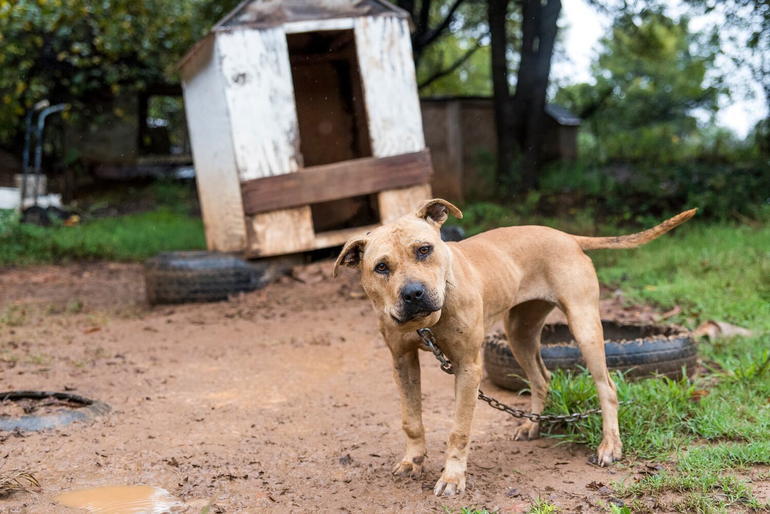 23 dogs seized from suspected Huntersville dog fighting incident