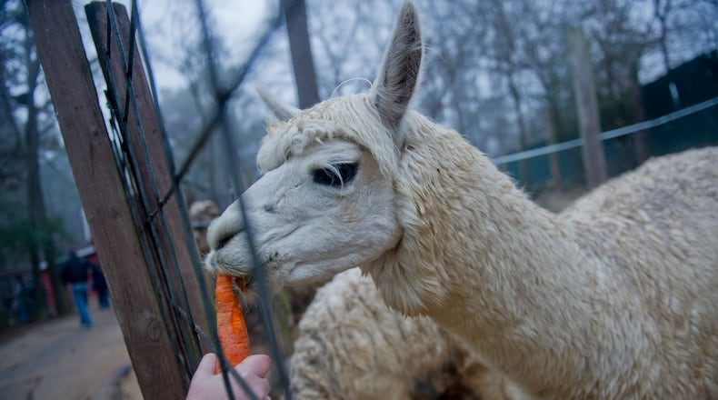 In this Feb. 2, 2014, file photo, an alpaca takes a bite of a carrot at the Yellow River Game Ranch in Lilburn. JONATHAN PHILLIPS / SPECIAL