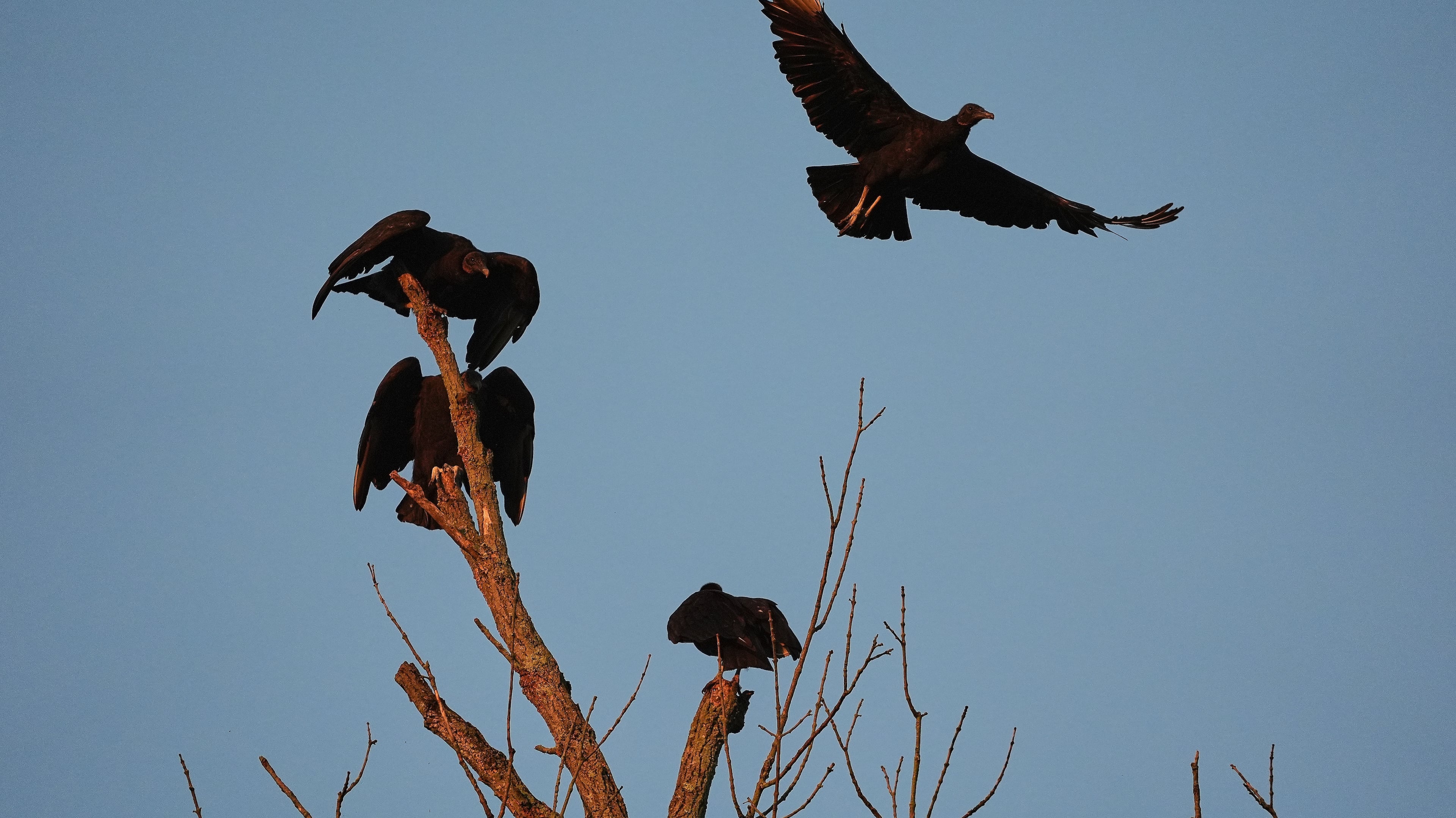 A black vulture, top right, flies Monday, Sept. 29, 2025, in Cincinnati. (AP Photo/Joshua A. Bickel)