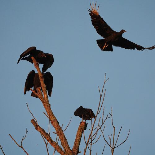 A black vulture, top right, flies Monday, Sept. 29, 2025, in Cincinnati. (AP Photo/Joshua A. Bickel)