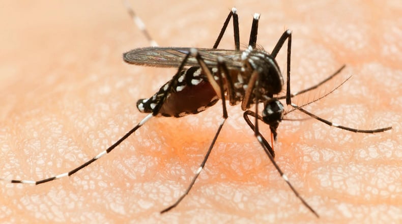 Dengue fever, Chikungunya virus and Zika virus are spread by the bite of an infected Aedes mosquito. (Photo by: Universal History Archive/UIG via Getty images)