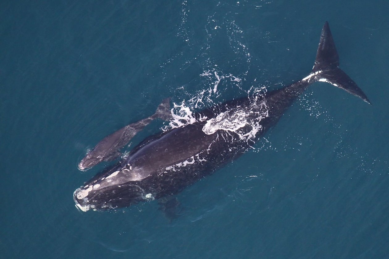 This 2013 file photo shows a North Atlantic right whale mother and newborn calf 24 miles off Georgia’s coast. Pregnant whales calve in the waters off the coast of Georgia, where a 10-knot speed zone is in effect to protect them. (Sea to Shore Alliance/ NOAA permit No. 15488)